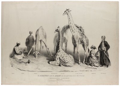 The giraffes with the Arabs who brought them over to this country, Zoological Gardens, Regents Park, London, June 1836 by George Snr Scharf